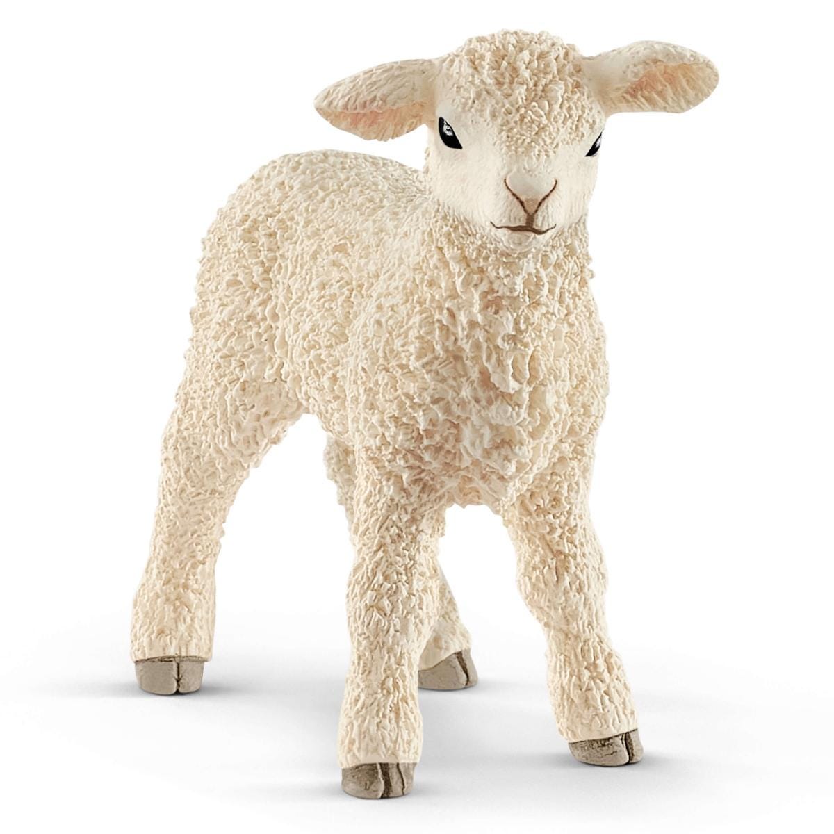 Agnello
