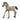 Criollo Definitivo Foal