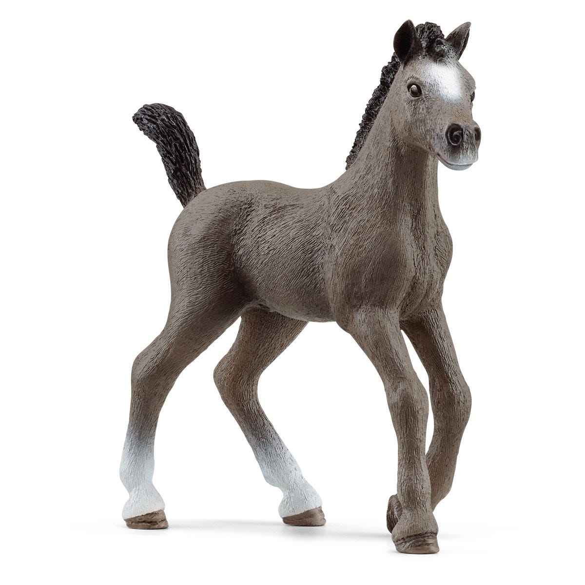 Puledro Cheval de Selle Francais