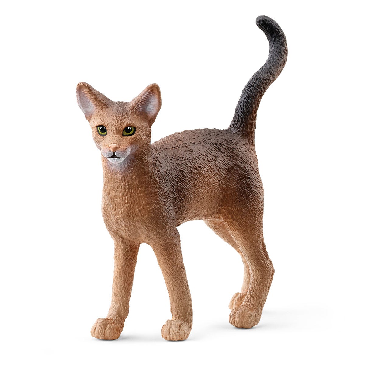 Gatto abissino