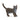Britische Kurzhaar Katze