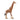 Giraffa, maschio