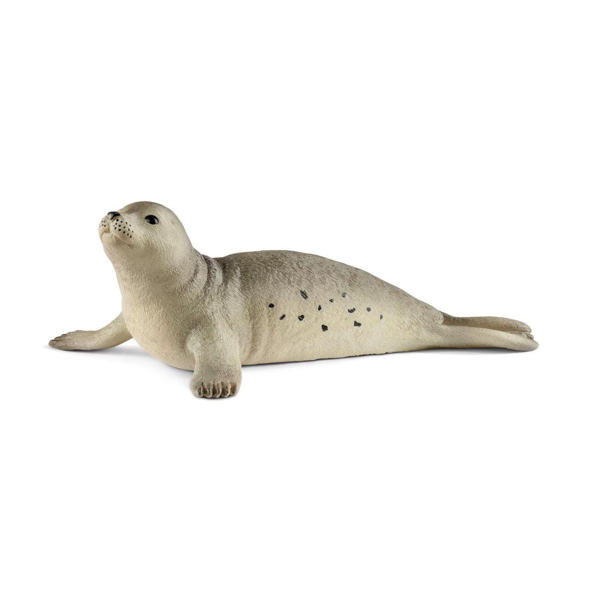 Foca