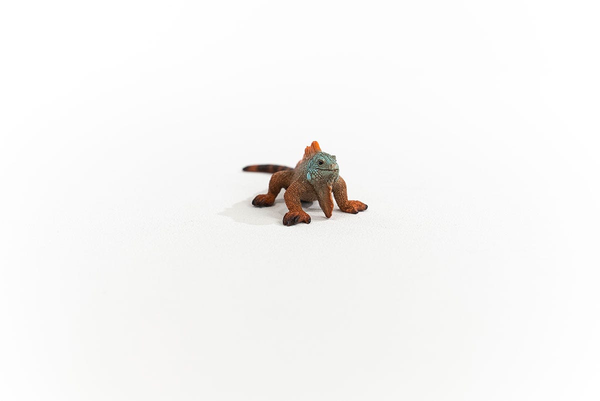 Leguan