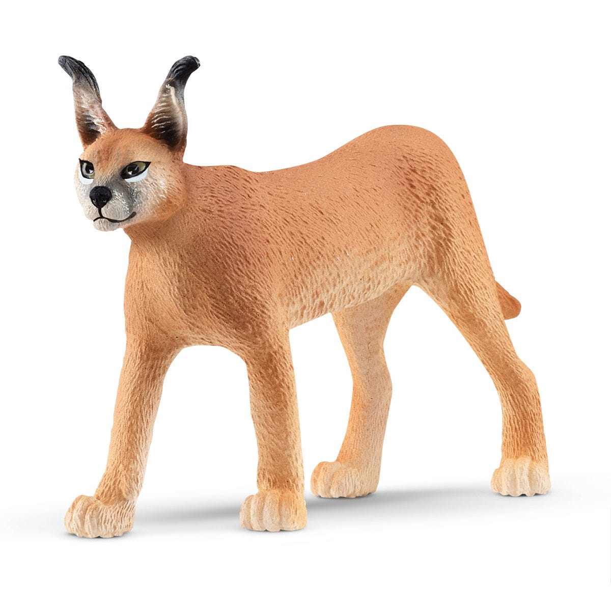 Femelle Caracal 