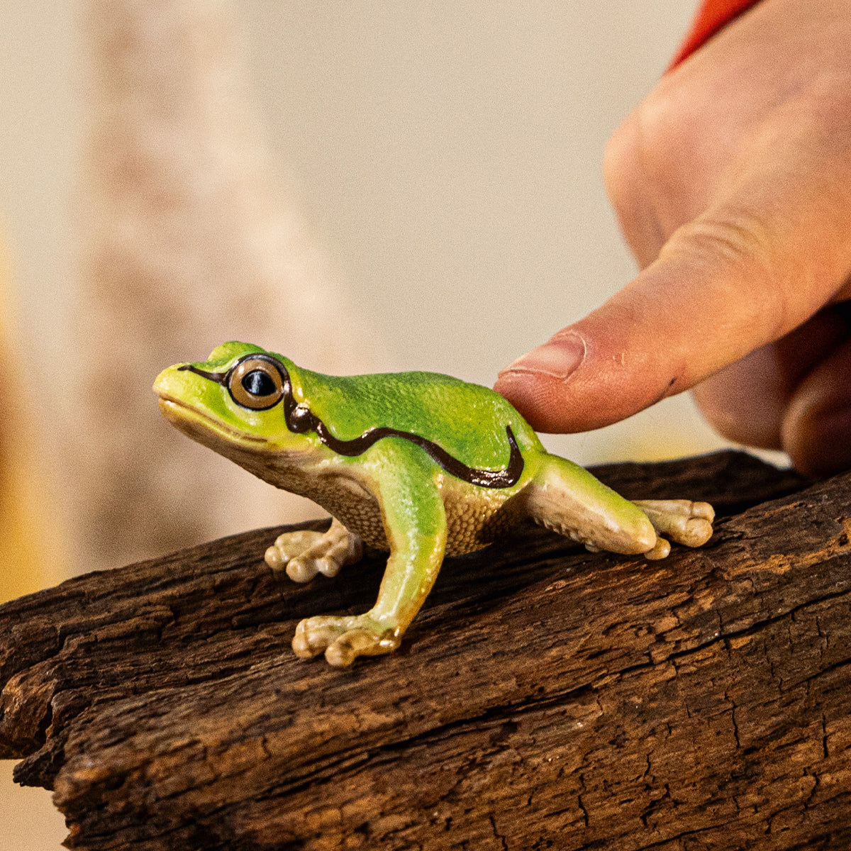 Europäischer Laubfrosch