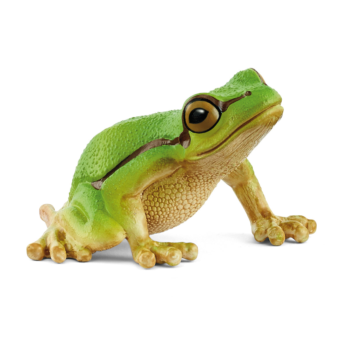 Europäischer Laubfrosch