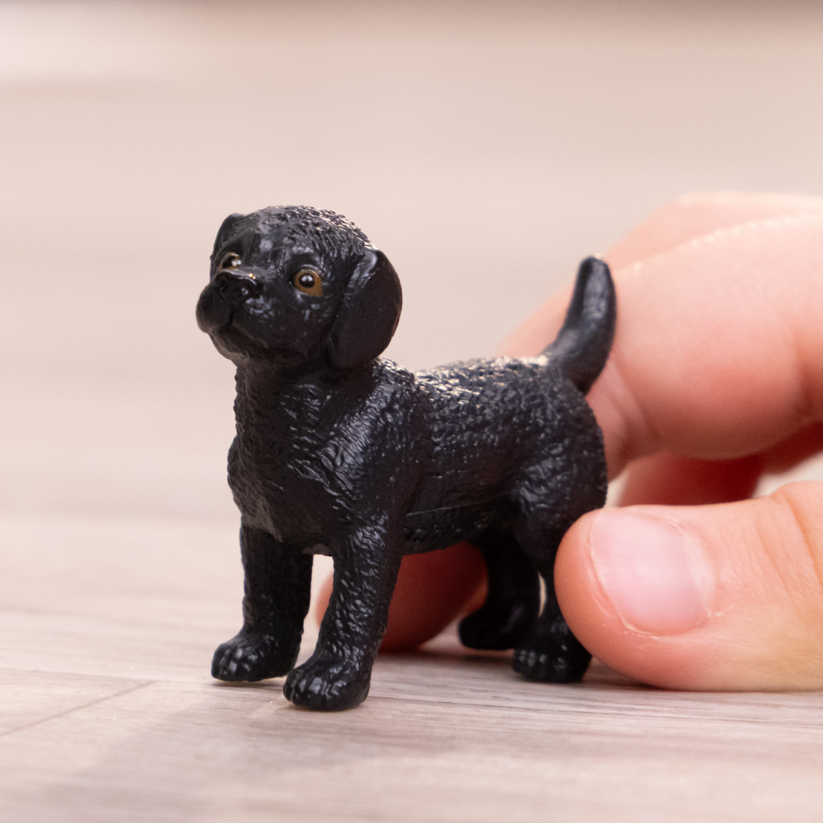Chiot Labrador Retriever noir