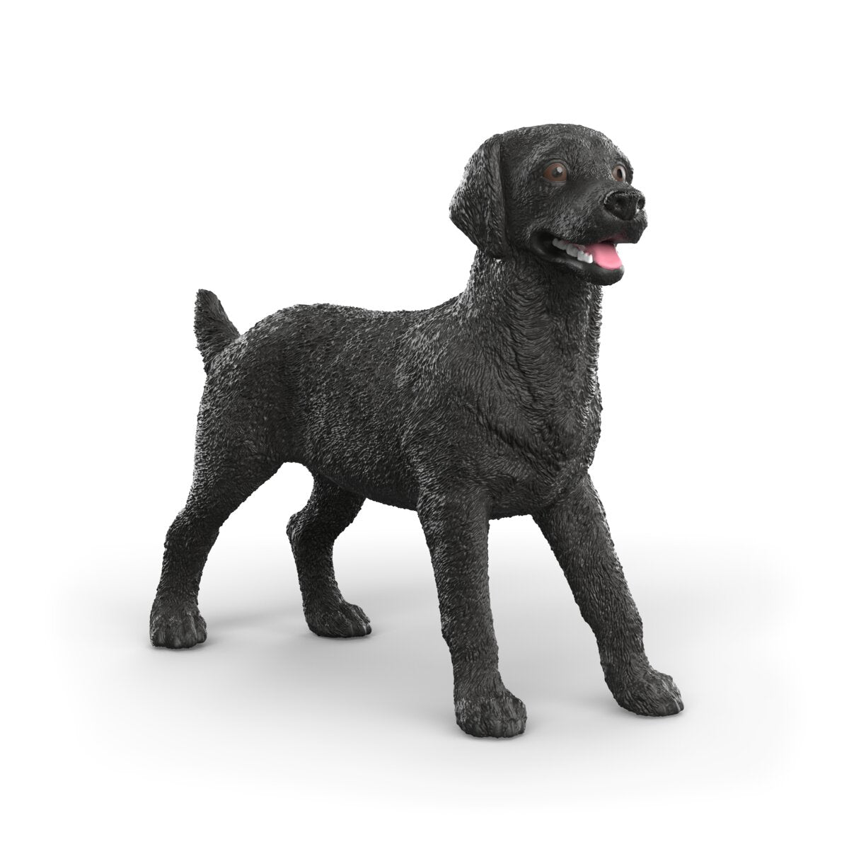 Labrador Retriever femelle noir