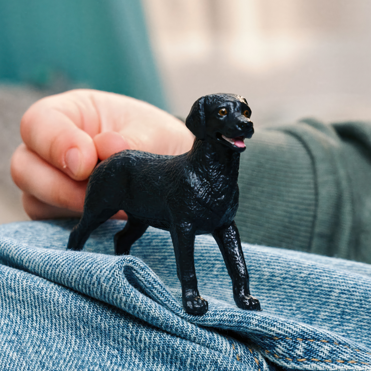 Labrador Retriever femelle noir