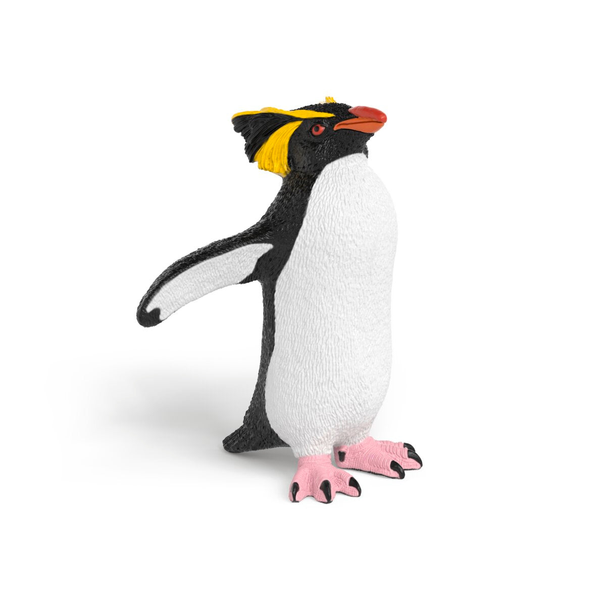 Pinguino saltarocce
